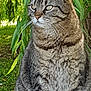 cat, tabby_cat, animal, pet, outdoor, nature, greenery, tree_stump, feline, whiskers, fur, ears, paws, grass, leaves, daylight, closeup, quiet, serene, sitting