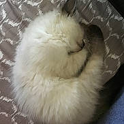 Sassy joined the competition — help win amazing prizes! cat, fluffy, sleeping, curled_up, pet, domestic_animal, fur, whiskers, bed, blanket, pattern, indoor, cozy, resting, animal, cute, soft, tail, relaxing, feline