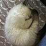 cat, fluffy, sleeping, curled_up, pet, domestic_animal, fur, whiskers, bed, blanket, pattern, indoor, cozy, resting, animal, cute, soft, tail, relaxing, feline