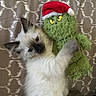Sassy joined the competition — help win amazing prizes! kitten, cat, plush_toy, grinch, santa_hat, holiday, cute, hugging, fur, patterned_background, beige, yellow_eyes, green, toy, pet, indoor, cozy, soft, close_up, resting