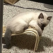 Sassy joined the competition — help win amazing prizes! blue_eyes, carpet, cat, chair, color_point, cozy, ears, fluffy, fur, home, indoor, kitten, lying_down, paws, pet, relaxed, sitting, sleepy, tail, whiskers
