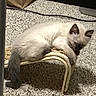 blue_eyes, carpet, cat, chair, color_point, cozy, ears, fluffy, fur, home, indoor, kitten, lying_down, paws, pet, relaxed, sitting, sleepy, tail, whiskers