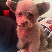 Hazelnut is registered to the contest to win money with this photo: dog, pet, fluffy, ears, indoor, bed, blanket, pillow, cozy, fur, animal, cute, small_dog, sitting, portrait, companion, domestic, mammal, face, whiskers