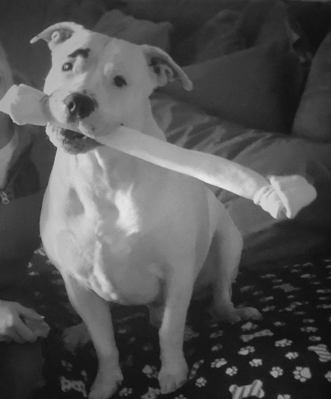 Crown Royal joined the competition — help win amazing prizes! black, black_and_white, canidae, carnivore, companion_dog, couch, darkness, dog, dog_breed, fawn, flash_photography, mammal, monochrome, monochrome_photography, snout, sporting_group, style, tail, white, working_animal