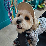 Boogie joined the competition — help win amazing prizes! accessories, animal_clothing, baseball_jersey, black_nose, cap, close_up, cute, dog, eyes, floor, fur, happy, indoor, leashes, pet, sitting, small_dog, stroller, teal_wall, tongue_out