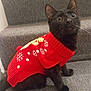 cat, black_cat, kitten, sweater, red_sweater, stairs, carpet, pet, indoor, portrait, big_eyes, whiskers, festive, clothing, knitwear, cute, paws, looking_up, cozy, domestic_animal