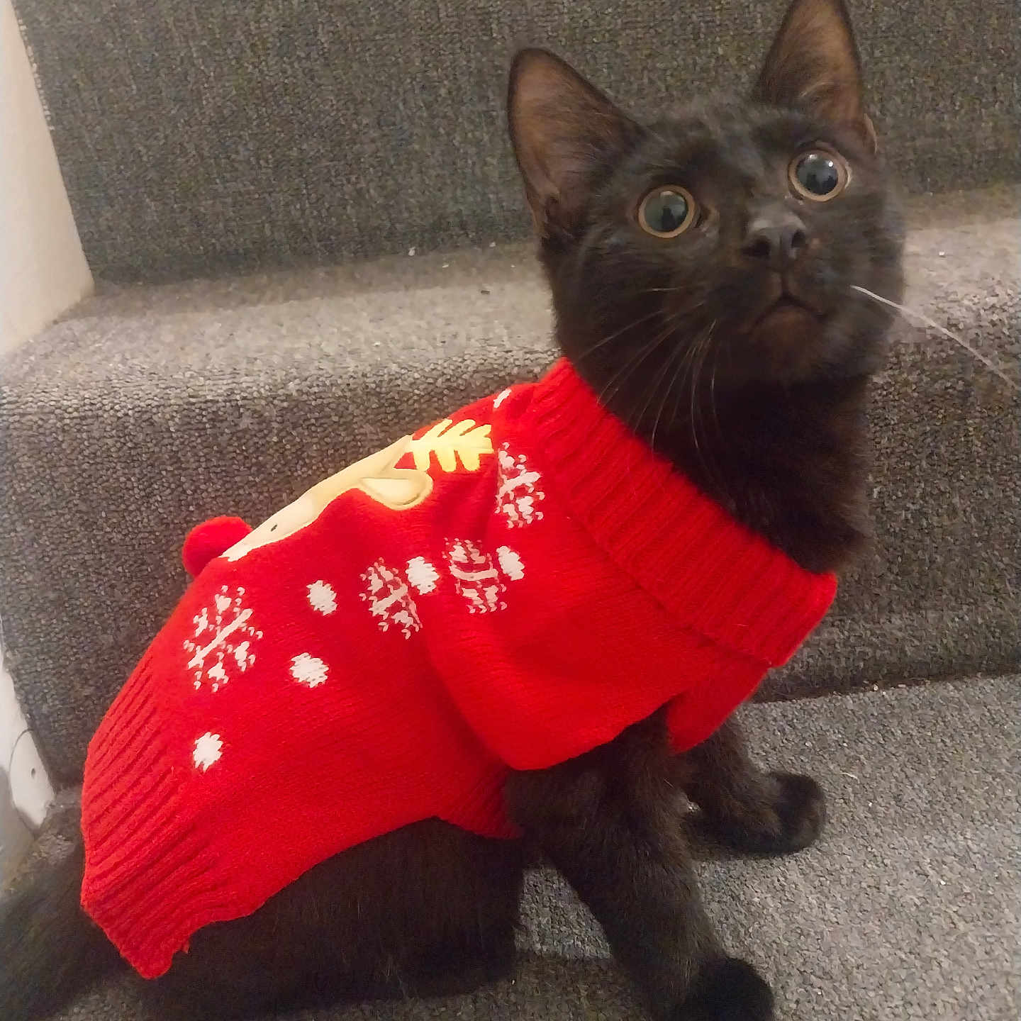 Scrim Aka Scrimithy is registered to the contest to win money with this photo: big_eyes, black_cat, carpet, cat, clothing, cozy, cute, domestic_animal, festive, indoor, kitten, knitwear, looking_up, paws, pet, portrait, red_sweater, stairs, sweater, whiskers