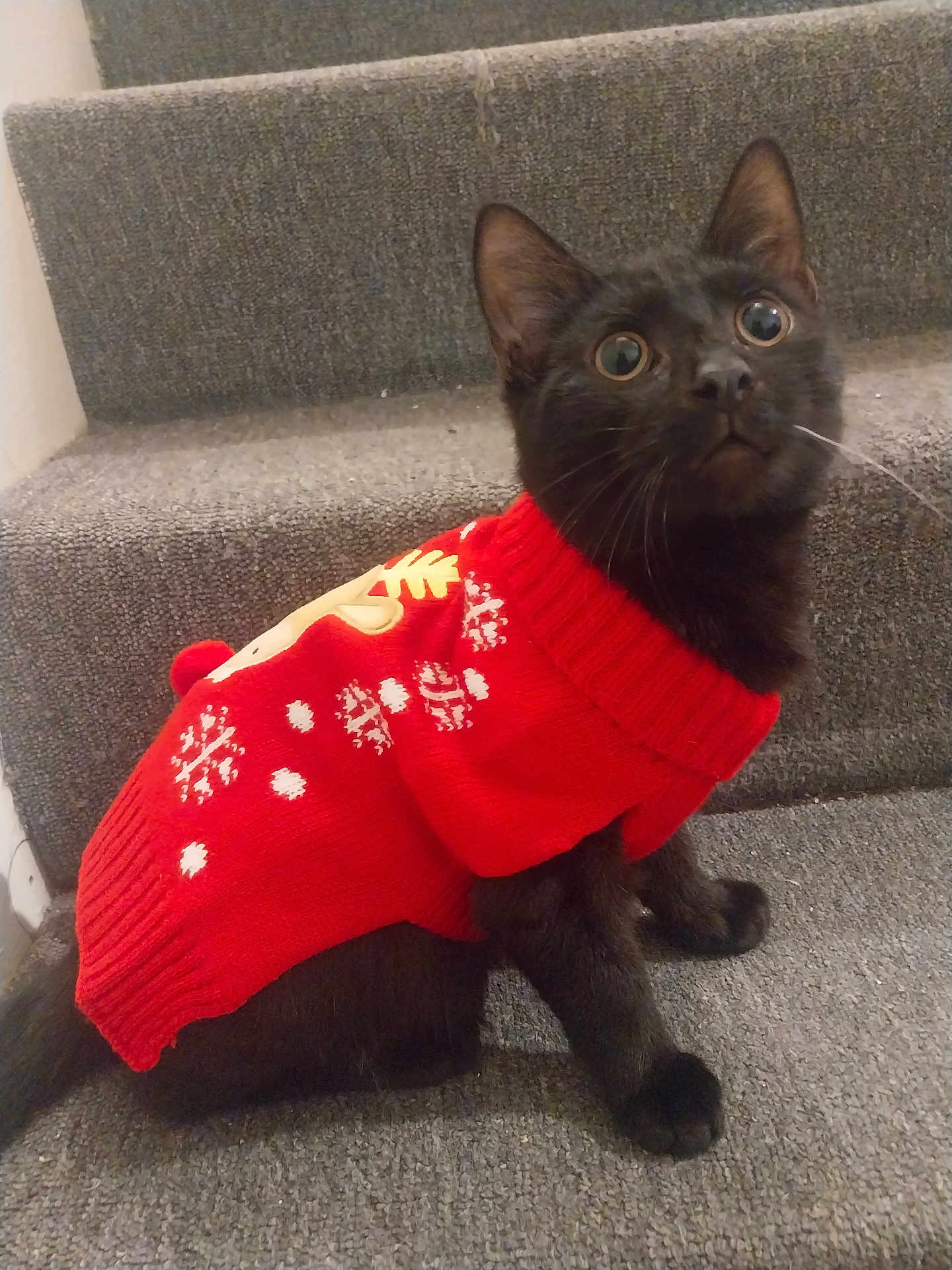 Scrim Aka Scrimithy is registered to the contest to win money with this photo: cat, black_cat, kitten, sweater, red_sweater, stairs, carpet, pet, indoor, portrait, big_eyes, whiskers, festive, clothing, knitwear, cute, paws, looking_up, cozy, domestic_animal