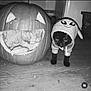 Scrim Aka Scrimithy is registered to the contest to win money with this photo: cat, black_cat, pumpkin, jack_o_lantern, carved_pumpkin, costume, hoodie, pet, feline, animal, halloween, wood_floor, flooring, indoor, expression, eyes, mouth, smiling_pumpkin, trash_can, home