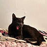 Sargo joined the competition — help win amazing prizes! cat, gray_cat, yawning, pet, indoor, blanket, pink_blanket, cozy, feline, animal, sleepy, resting, fur, whiskers, ears, tail, paw, home, relaxed, cute