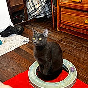 Sargo joined the competition — help win amazing prizes! cat, gray_cat, yellow_eyes, toy, circular_toy, red_mat, wooden_floor, plaid_blanket, chair, indoor, furniture, shoes, black_shoes, pet, animal, floor, domestic, sitting, fur, household