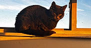 Sargo joined the competition — help win amazing prizes! cat, black_cat, windowsill, sunset, golden_hour, sky, blue_sky, window, indoor, pet, animal, feline, resting, sunlight, shadow, quiet, cozy, domestic_animal, warm_light, silhouette