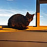 cat, black_cat, windowsill, sunset, golden_hour, sky, blue_sky, window, indoor, pet, animal, feline, resting, sunlight, shadow, quiet, cozy, domestic_animal, warm_light, silhouette