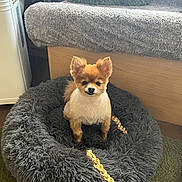 Chia joined the competition — help win amazing prizes! dog, pet_bed, indoor, cozy, fluffy, small_dog, groomed, carpet, cushion, wooden_furniture, home, comfortable, fur, animal, cute, resting, alert, brown_dog, relaxed, living_room
