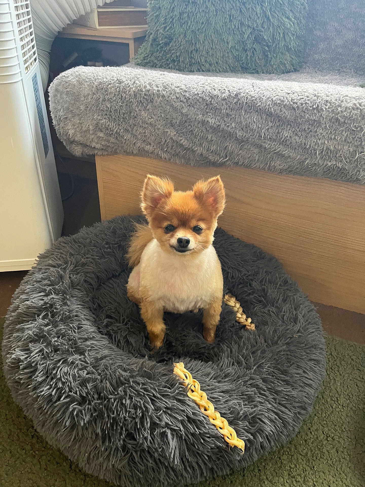 Chia joined the competition — help win amazing prizes! dog, pet_bed, indoor, cozy, fluffy, small_dog, groomed, carpet, cushion, wooden_furniture, home, comfortable, fur, animal, cute, resting, alert, brown_dog, relaxed, living_room