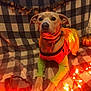 Atreus is registered to the contest to win money with this photo: dog, costume, halloween, pumpkin, orange, lights, blanket, checkered, decorations, pet, indoor, festive, cute, animal, holiday, glowing, sitting, attentive, collar, floor