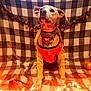 Atreus is registered to the contest to win money with this photo: dog, pet, costume, halloween, decorations, orange, lights, blanket, checkered, indoor, festive, pumpkin, animal, cute, collar, portrait, sitting, holiday, celebration, cozy