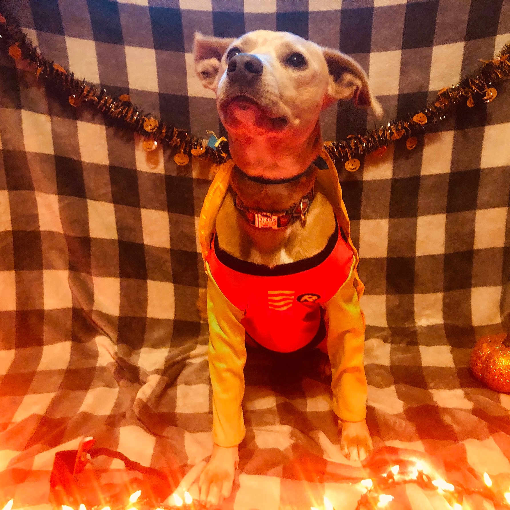 Atreus is registered to the contest to win money with this photo: animal, blanket, celebration, checkered, collar, costume, cozy, cute, decorations, dog, festive, halloween, holiday, indoor, lights, orange, pet, portrait, pumpkin, sitting