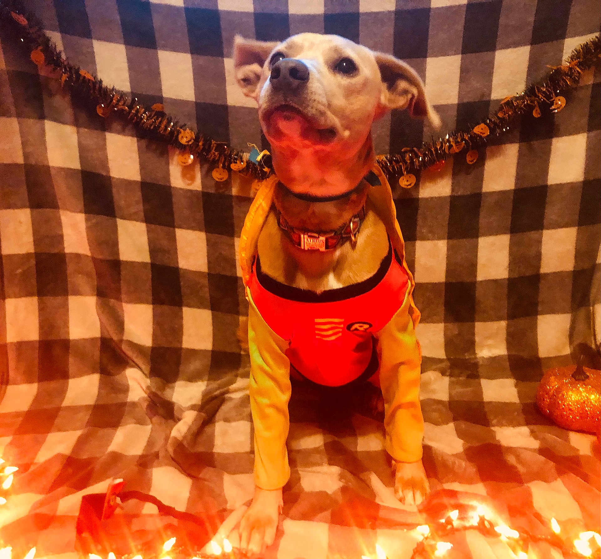 Atreus is registered to the contest to win money with this photo: dog, pet, costume, halloween, decorations, orange, lights, blanket, checkered, indoor, festive, pumpkin, animal, cute, collar, portrait, sitting, holiday, celebration, cozy