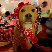 Atreus joined the competition — help win amazing prizes! dog, holiday, christmas_tree, christmas_lights, gift_wrap, present, red_hat, scarf, festive, white_tree, wooden_floor, hands, indoors, holiday_decor, pet, cute, seasonal, warm_clothing, holiday_spirit, decorations