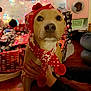 dog, holiday, christmas_tree, christmas_lights, gift_wrap, present, red_hat, scarf, festive, white_tree, wooden_floor, hands, indoors, holiday_decor, pet, cute, seasonal, warm_clothing, holiday_spirit, decorations