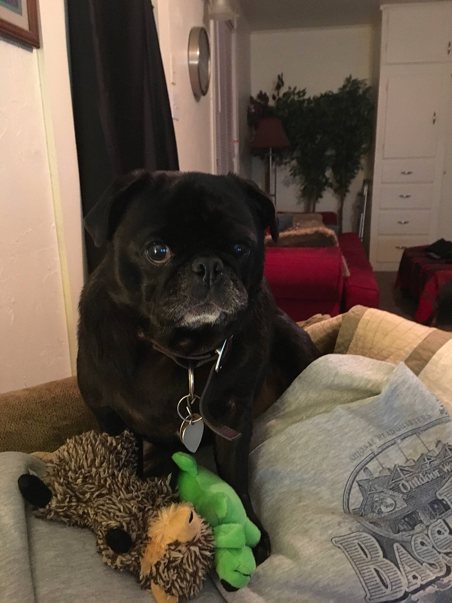 Ivan is registered to the contest to win money with this photo: canidae, carnivore, companion_dog, dog, dog_breed, fawn, mammal, non_sporting_group, pug, puggle, puppy, skin, snout, sporting_group, toy_dog