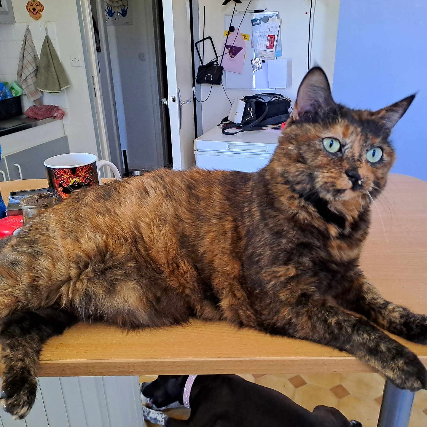 Chipie participe au concours pour gagner de l'argent avec cette photo : accessories, animal, bag, box, cat, cup, desk, diningtable, furniture, handbag, hardwood, indoors, interiordesign, pet, plywood, sink, sinkfaucet, table, tabletop, wood