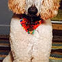 Simba Lee joined the competition — help win amazing prizes! dog, poodle, white, fluffy, pet, indoor, carpet, bandana, colorful, animal, sitting, cute, fur, groomed, domestic, portrait, canine, ears, nose, paw