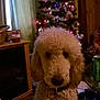 dog, poodle, curly_fur, indoor, christmas_tree, holiday_lights, decorations, furniture, living_room, curtains, table, can, pet, animal, festive, cozy, home, tag, collar, brown