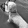 woman, dog, water, hugging, curly_hair, smiling, outdoor, pet, lake, playful, black_and_white, happy, fur, collar, summer, nature, friendship, wet, portrait, fun