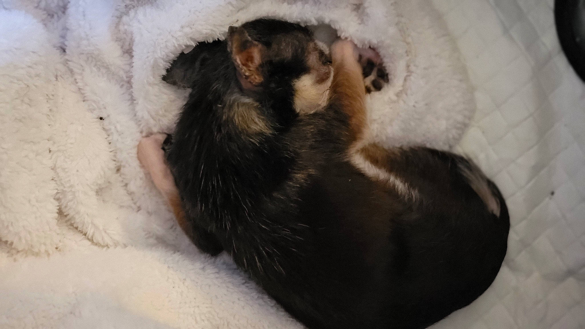 Kato joined the competition — help win amazing prizes! canidae, carnivore, cat, cat_bed, claw, comfort, dog_breed, fawn, felidae, fur, nap, paw, small_to_medium_sized_cats, snout, snow, sporting_group, tail, terrestrial_animal, whiskers, wildlife