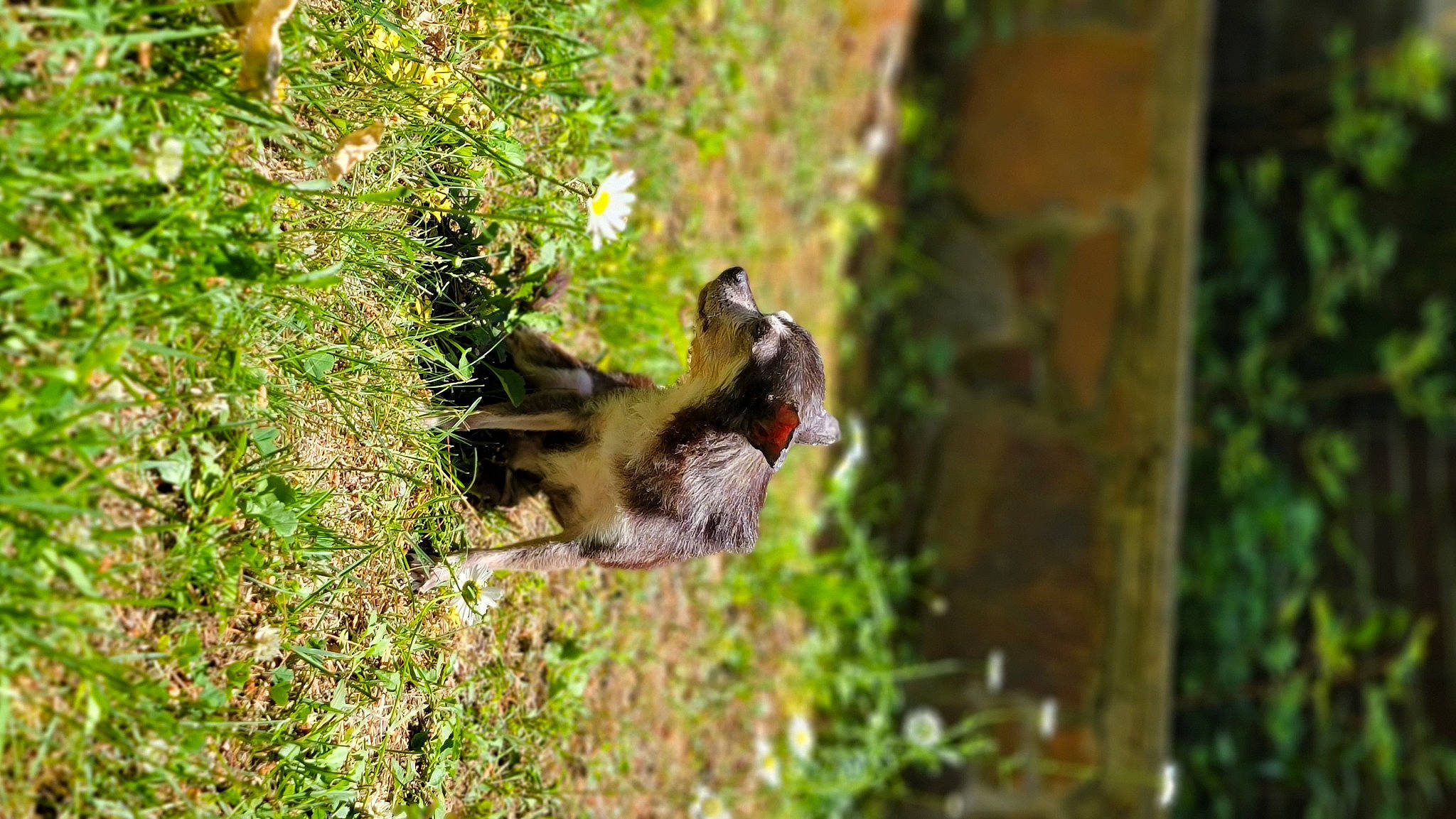 Kato joined the competition — help win amazing prizes! bat, beak, canidae, carnivore, coatimundi, dog_breed, fawn, felidae, forest, grass, jungle, plant, snout, sporting_group, tail, terrestrial_animal, trunk, wildlife, wood, woodland