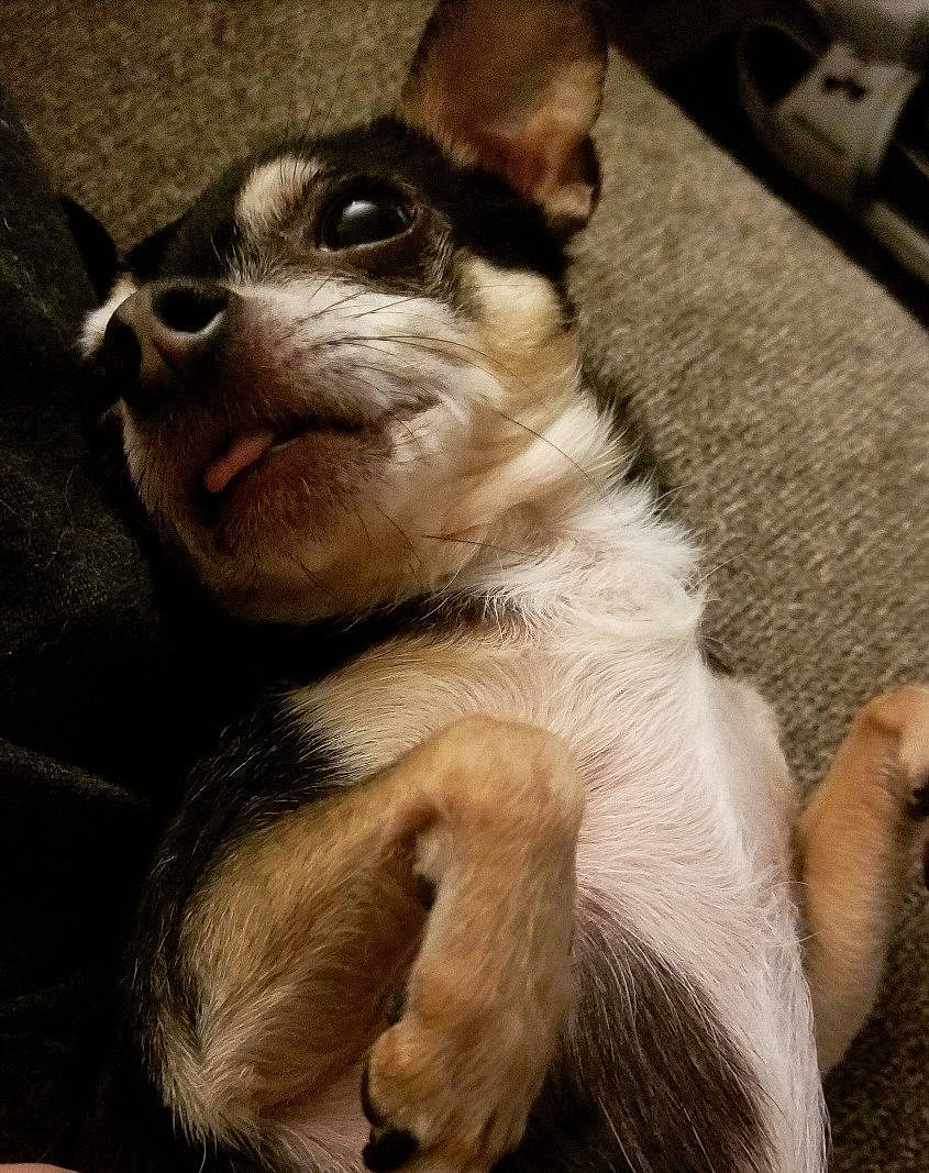 Kato joined the competition — help win amazing prizes! canidae, carnivore, comfort, companion_dog, dog, dog_breed, ear, fawn, fur, non_sporting_group, snout, sporting_group, terrestrial_animal, toy_dog, whiskers, working_animal