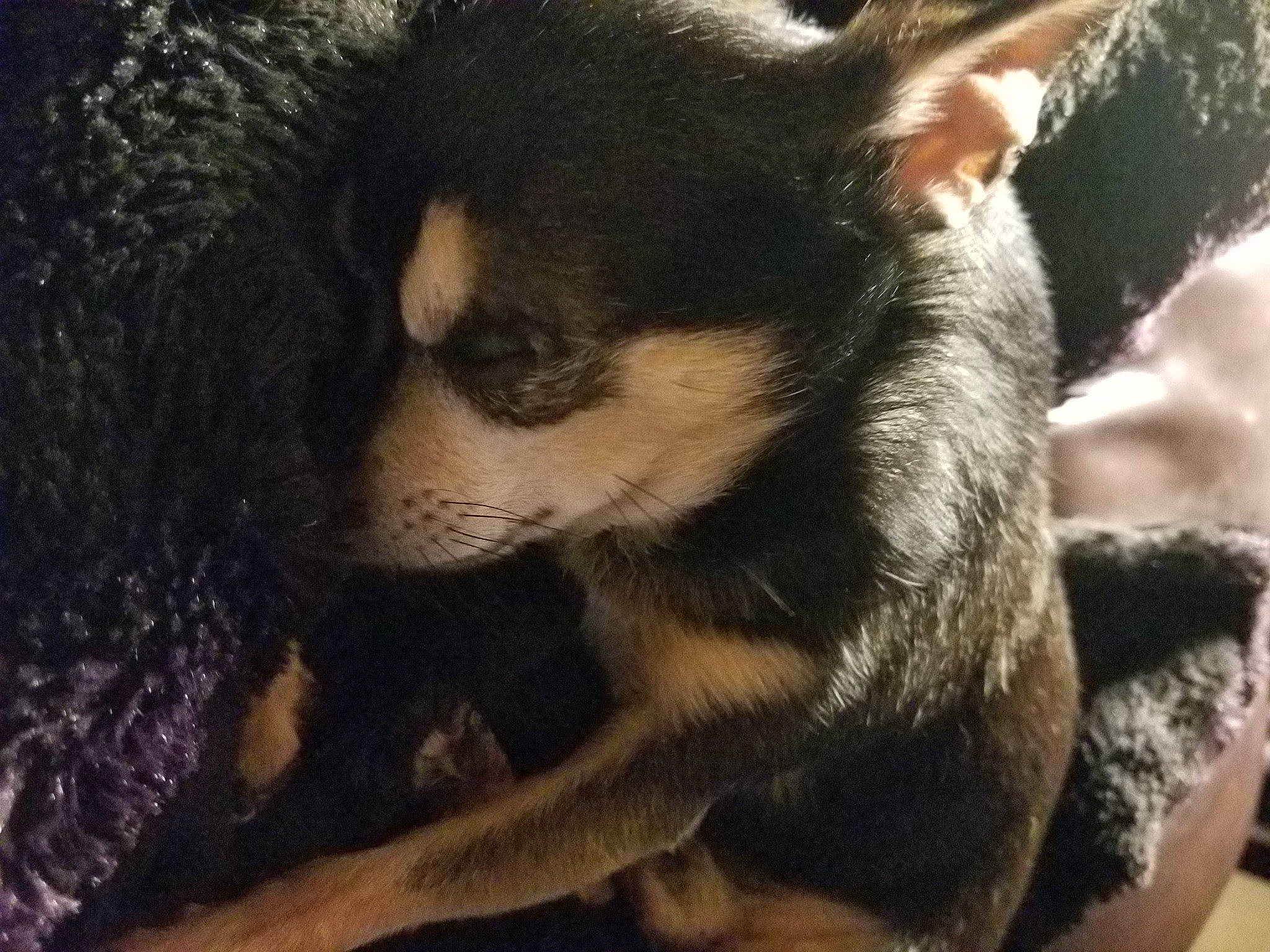 Kato is registered to the contest to win money with this photo: canidae, carnivore, close_up, companion_dog, dog, dog_breed, fawn, fur, herding_dog, paw, puppy, snout, sporting_group, terrestrial_animal, toy_dog, whiskers, working_animal, working_dog