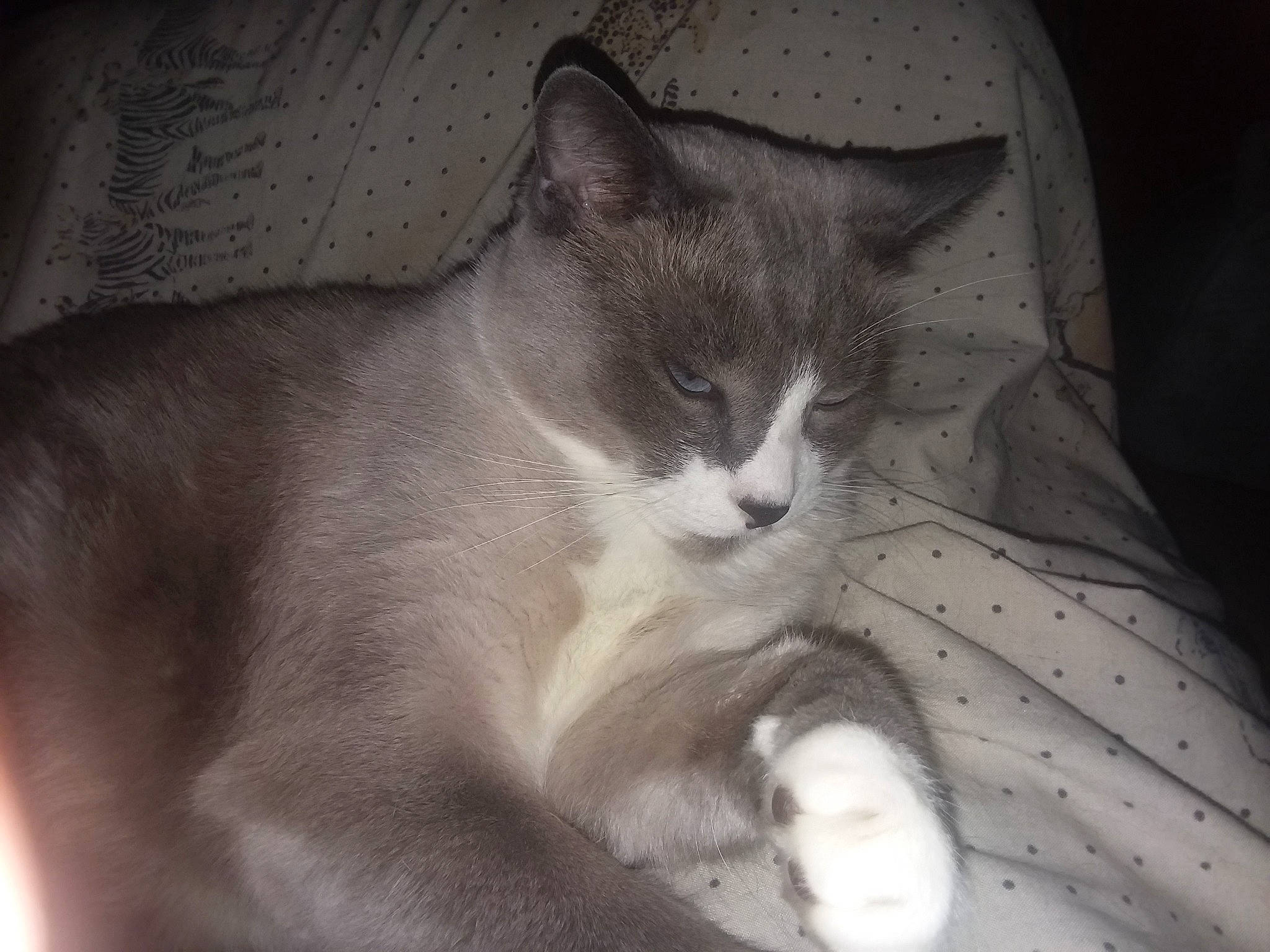 Anjelus is registered to the contest to win money with this photo: carnivore, cat, comfort, darkness, domestic_short_haired_cat, felidae, fur, grey, monochrome, monochrome_photography, paw, small_to_medium_sized_cats, tail, whiskers