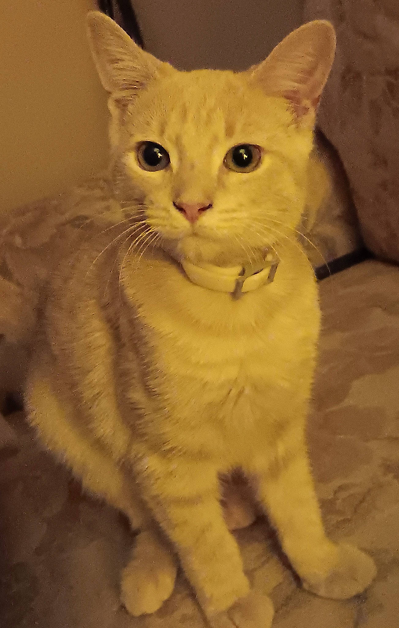 Beans is registered to the contest to win money with this photo: carnivore, cat, domestic_short_haired_cat, fawn, felidae, fur, paw, small_to_medium_sized_cats, snout, tail, terrestrial_animal, whiskers, window