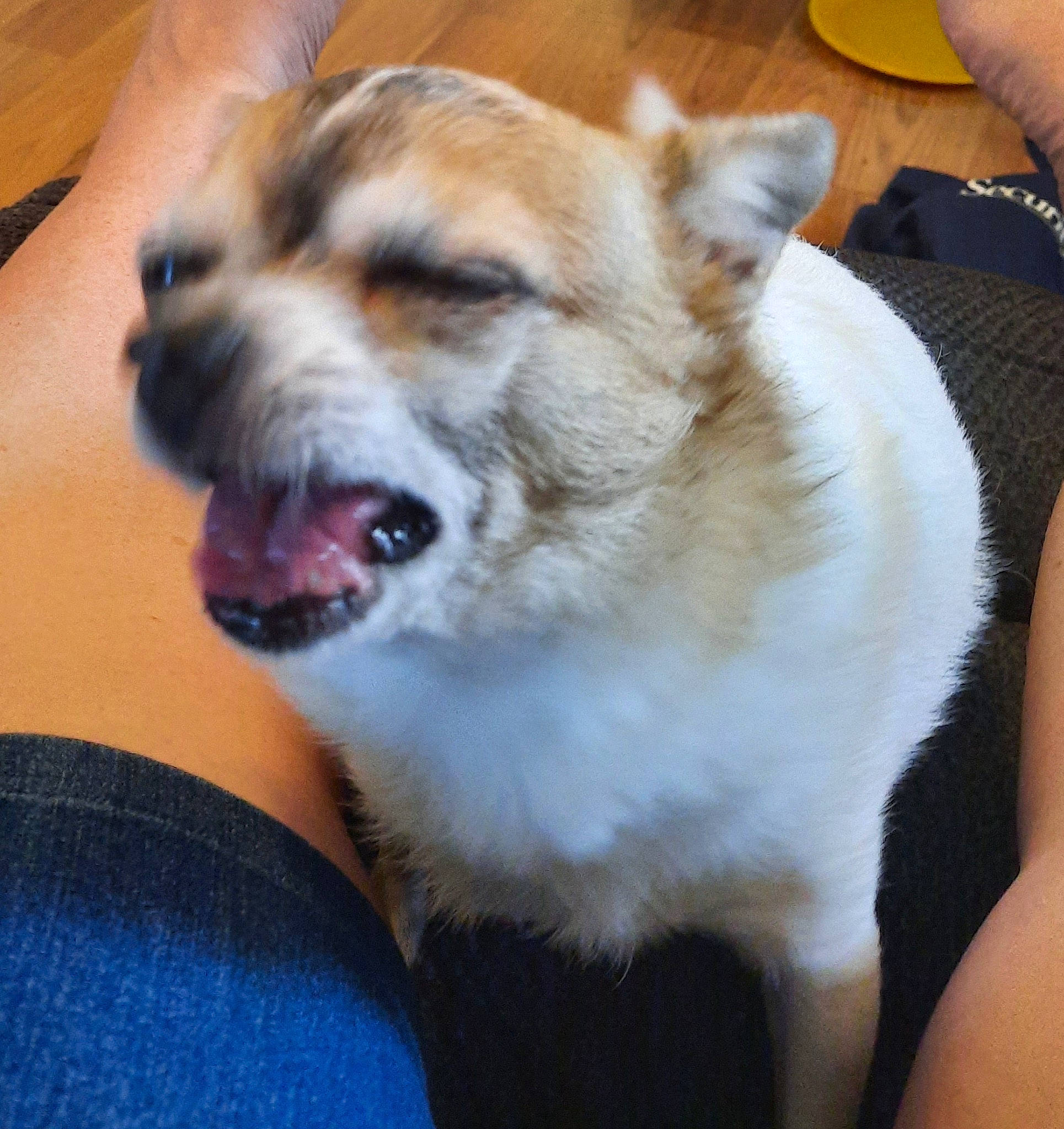 Buffy is registered to the contest to win money with this photo: canidae, carnivore, companion_dog, dog, dog_breed, door, eye, fawn, fur, hardwood, non_sporting_group, paw, puppy, sporting_group, tableware, toy_dog, whiskers, working_animal, working_dog, wrinkle