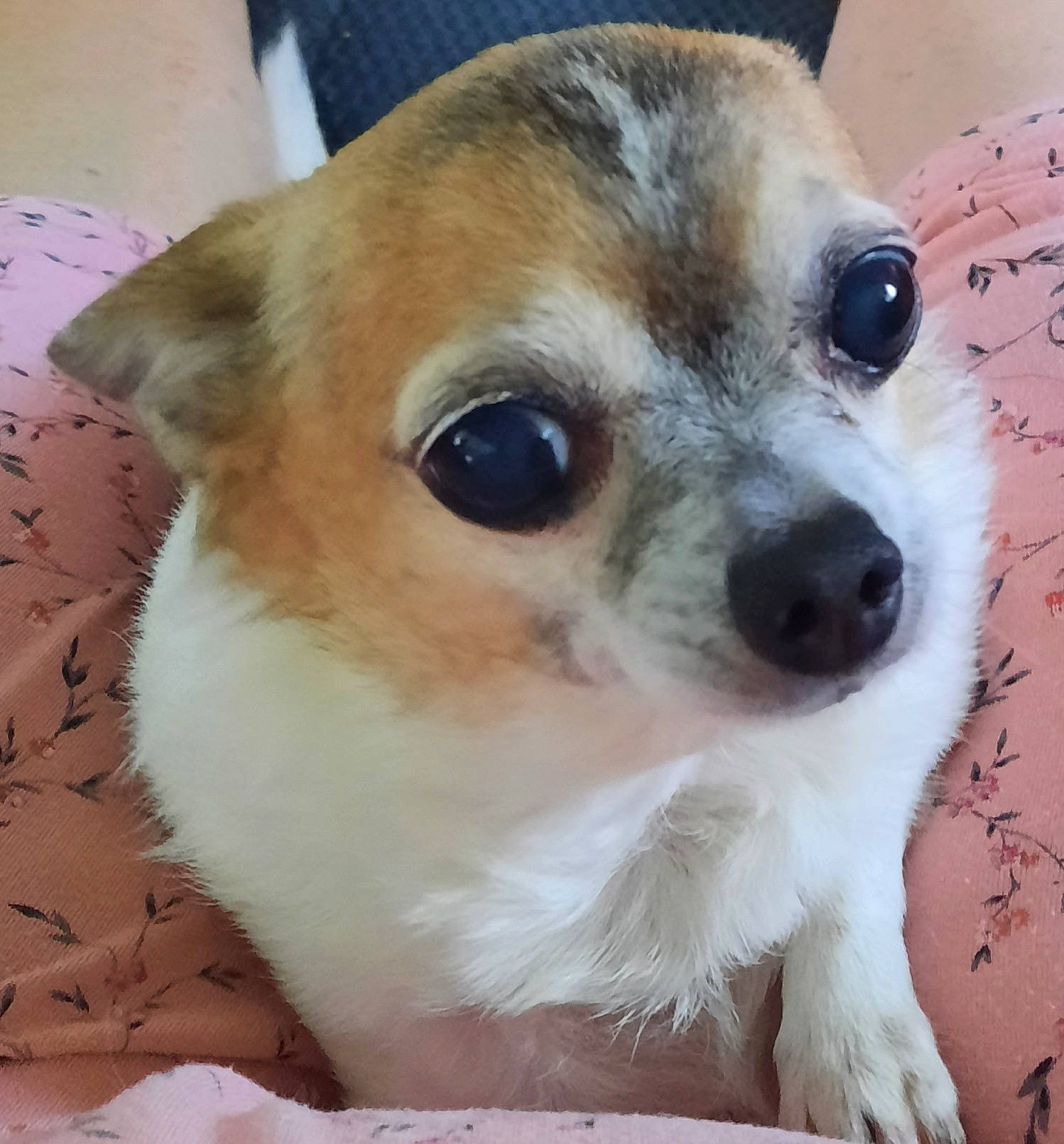 Buffy is registered to the contest to win money with this photo: canidae, carnivore, collar, companion_dog, dog, dog_breed, ear, eyewear, fawn, firefighter, fur, non_sporting_group, puppy, snout, sporting_group, sunglasses, terrestrial_animal, toy_dog, whiskers, working_animal