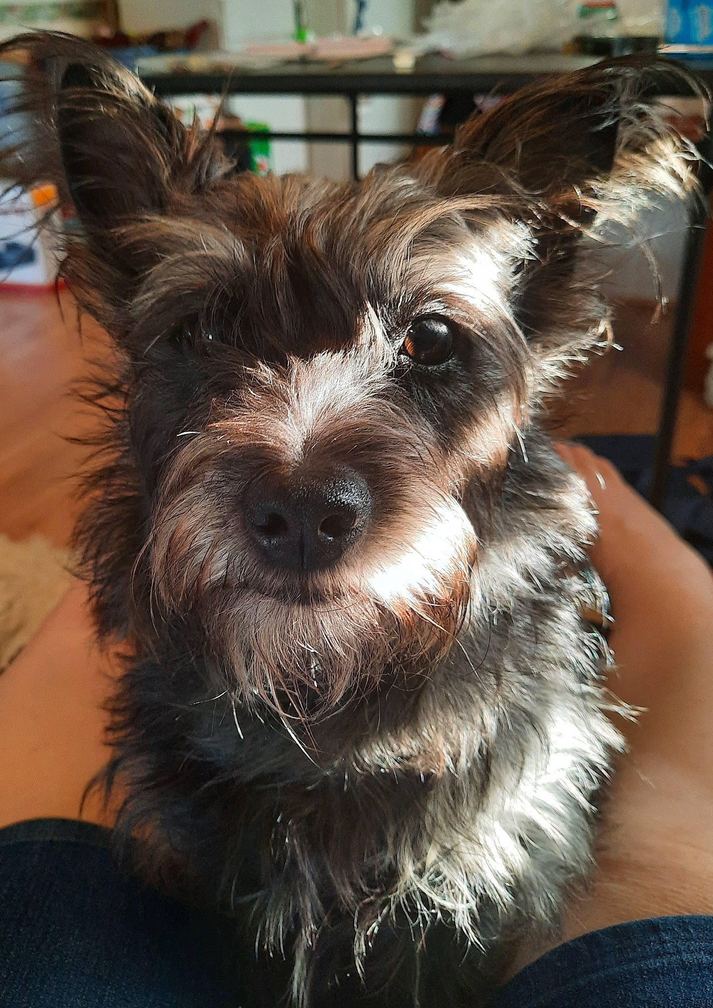 Pixie joined the competition — help win amazing prizes! canidae, carnivore, companion_dog, dog, dog_breed, dog_collar, dog_supply, ear, fashion_accessory, fur, liver, small_terrier, snout, sporting_group, terrestrial_animal, terrier, toy_dog, whiskers, working_animal, yorkipoo