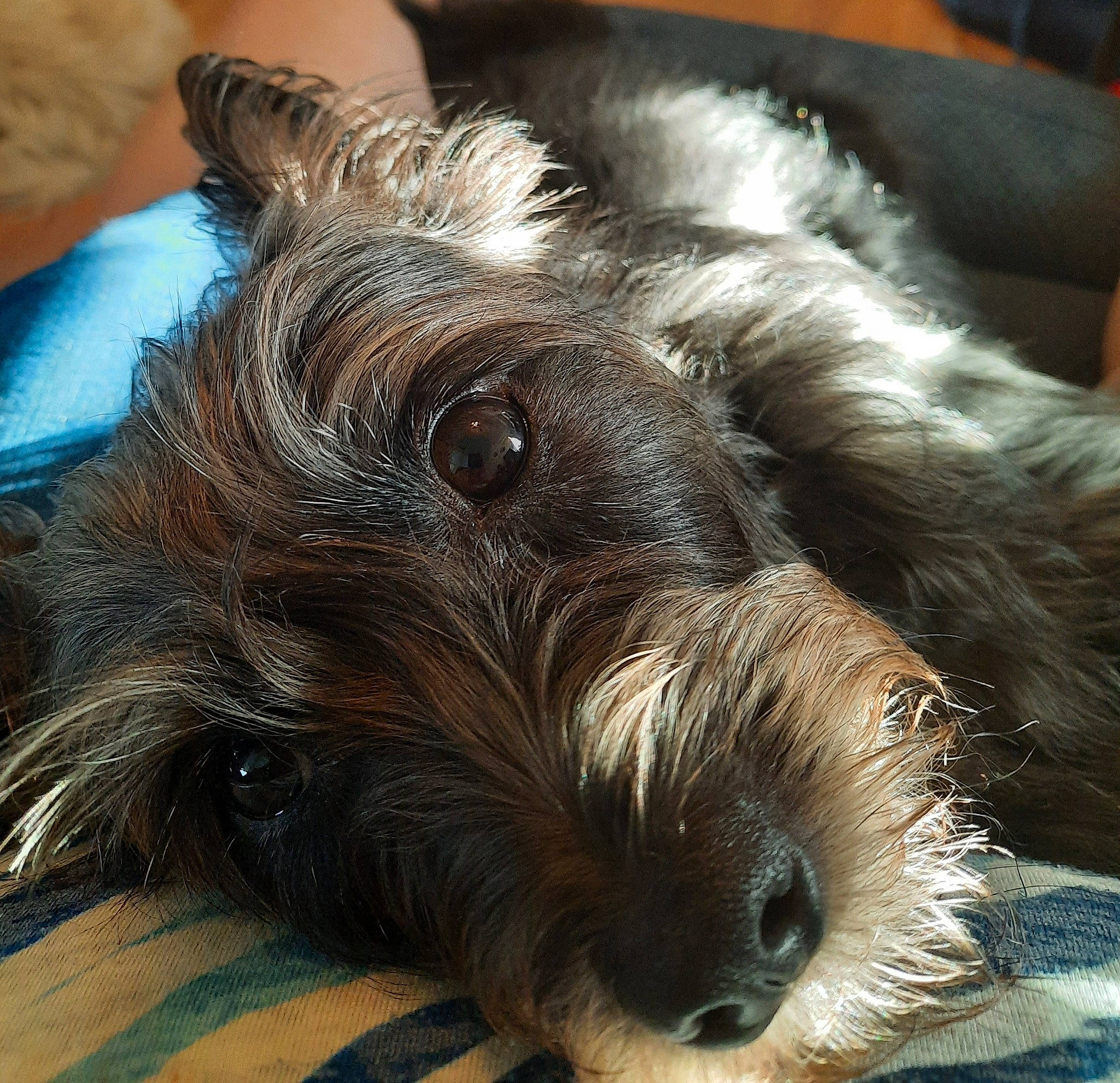 Pixie is registered to the contest to win money with this photo: canidae, carnivore, companion_dog, dog, dog_breed, ear, fawn, fur, liver, nap, paw, puppy_love, small_terrier, snout, sporting_group, terrier, toy_dog, whiskers, working_animal, working_terrier