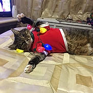 Rosco is registered to the contest to win money with this photo: cat, tabby_cat, bed, blanket, christmas_lights, red_sweater, indoor, pet, feline, resting, cozy, holiday, decorations, paw, curtains, home, cute, animal, sleepy, festive