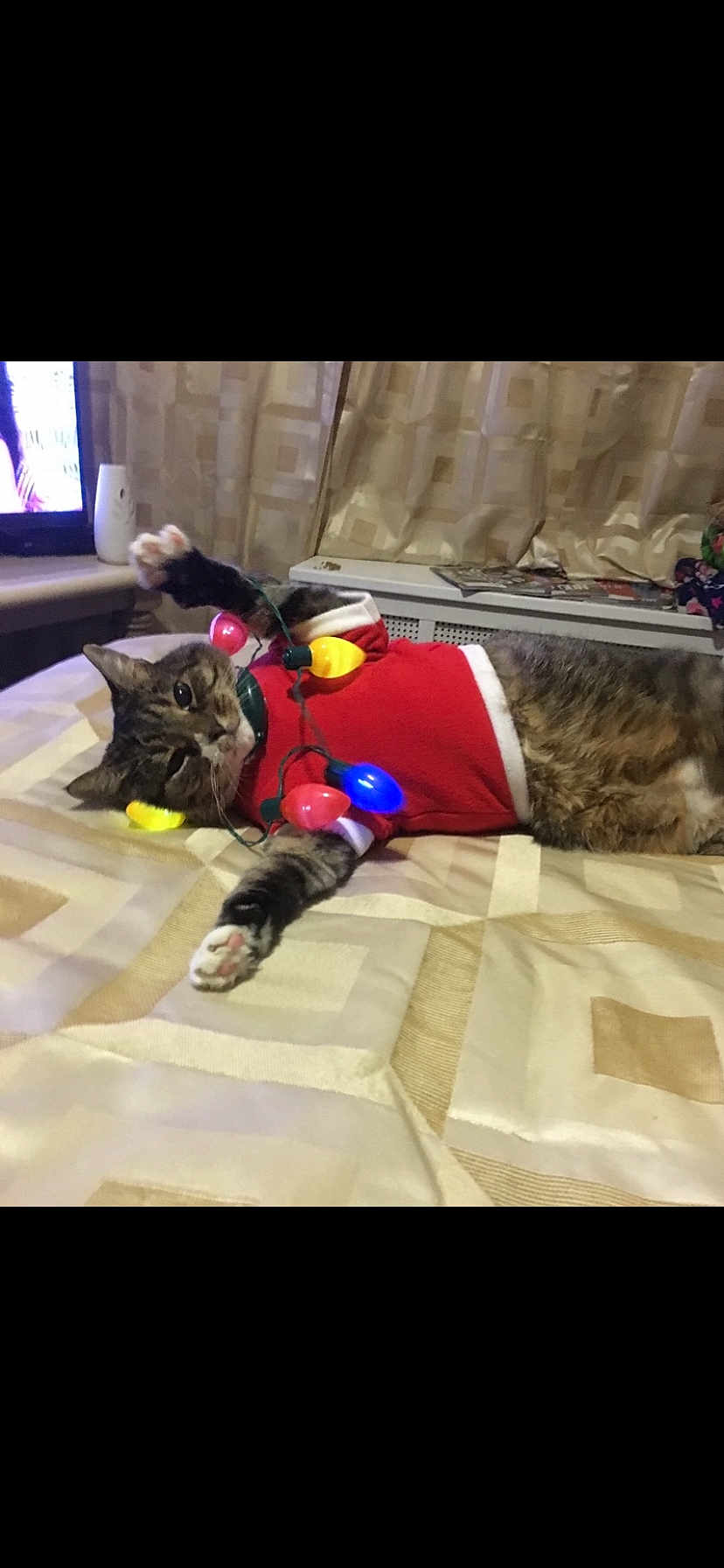 Rosco is registered to the contest to win money with this photo: cat, tabby_cat, bed, blanket, christmas_lights, red_sweater, indoor, pet, feline, resting, cozy, holiday, decorations, paw, curtains, home, cute, animal, sleepy, festive