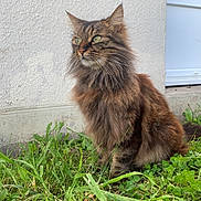 Symba a rejoint le concours — aidez-le/la à gagner de superbes lots ! cat, tabby, long_hair, grass, outdoor, pet, animal, feline, nature, greenery, white_wall, side_view, alert, whiskers, ears, sitting, domestic_cat, daylight, fur, curious