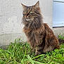 cat, tabby, long_hair, grass, outdoor, pet, animal, feline, nature, greenery, white_wall, side_view, alert, whiskers, ears, sitting, domestic_cat, daylight, fur, curious