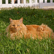 Rouky participe au concours pour gagner de l'argent avec cette photo : animal, backyard, cat, cute, domestic_animal, ears, feline, fluffy, fur, grass, greenery, laying_down, nature, orange_cat, outdoor, pet, relaxed, summer, sunlight, whiskers