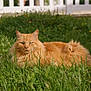 cat, orange_cat, fluffy, grass, outdoor, pet, animal, feline, nature, relaxed, laying_down, greenery, backyard, summer, sunlight, fur, whiskers, ears, cute, domestic_animal