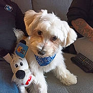 Teddy a rejoint le concours — aidez-le/la à gagner de superbes lots ! blue_bandana, casual, couch, curious, cute, dog, furniture, home, indoor, living_room, person, pet, plush_toy, puppy, relaxed, remote_control, sitting, soft_toy, tattoo, white_fur