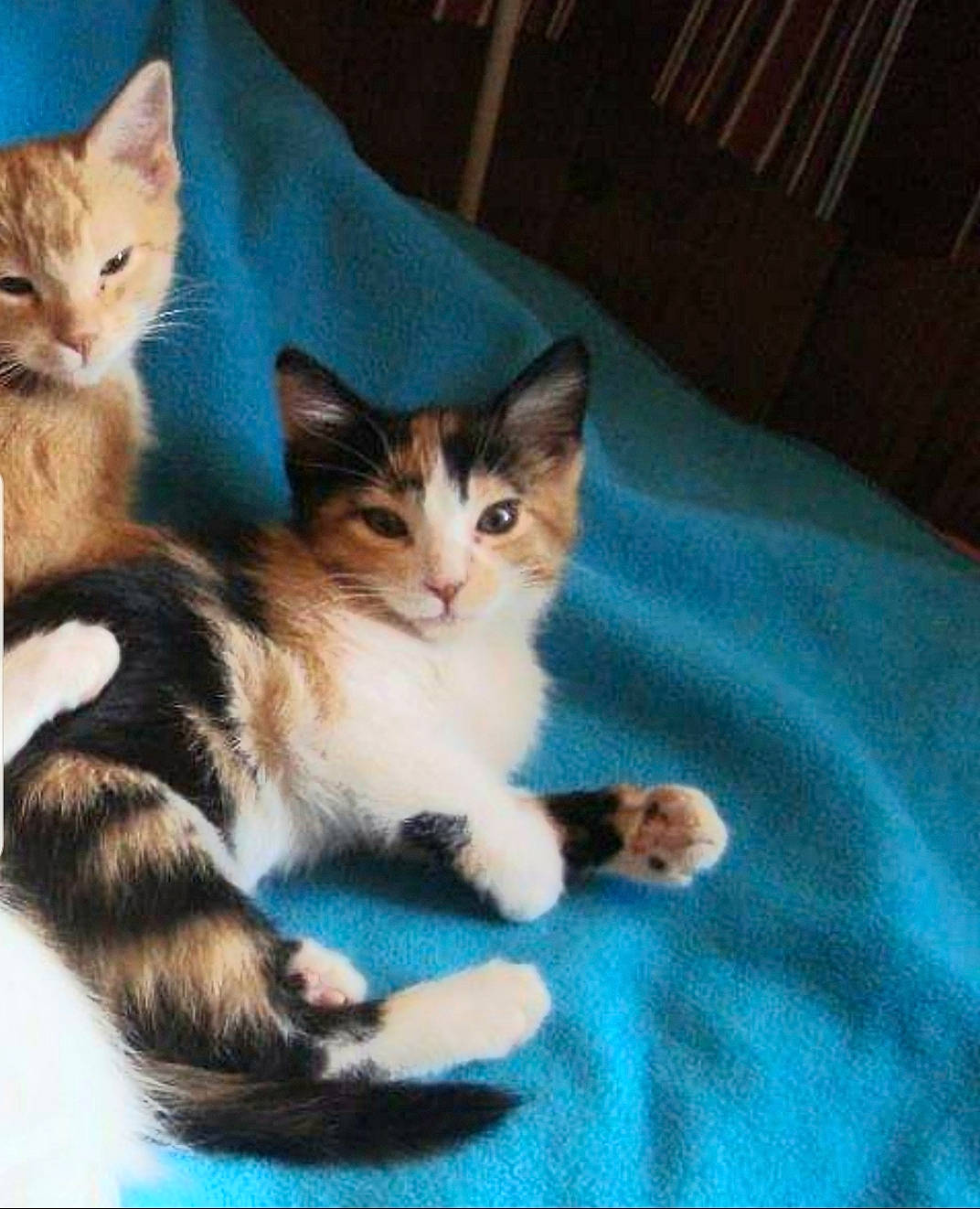 Vixey is registered to the contest to win money with this photo: aegean_cat, american_shorthair, american_wirehair, arabian_mau, asian, australian_mist, carnivore, cat, domestic_short_haired_cat, european_shorthair, felidae, kitten, mammal, ojos_azules, polydactyl_cat, small_to_medium_sized_cats, tabby_cat, tail, vertebrate, whiskers