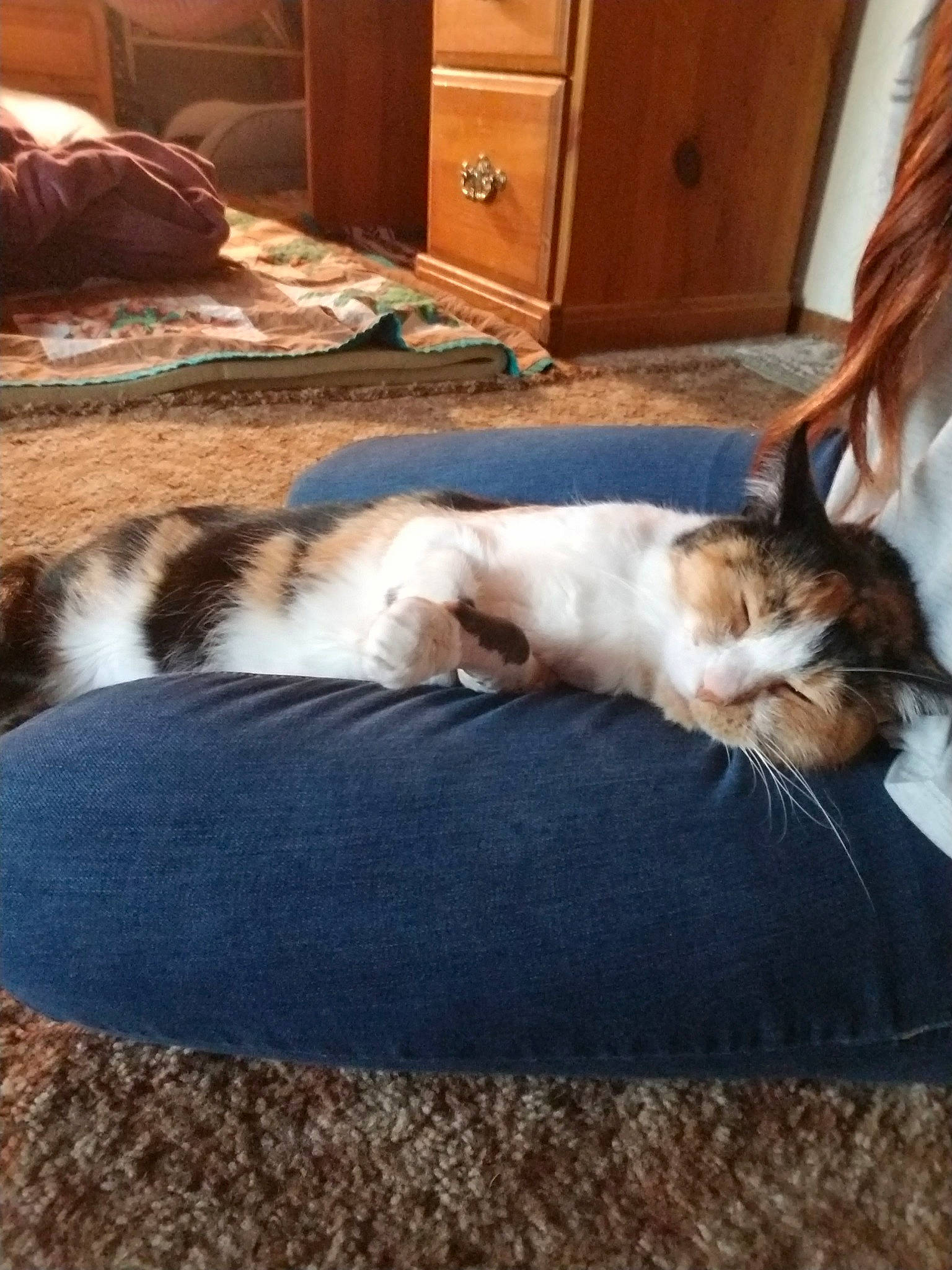 Vixey is registered to the contest to win money with this photo: canidae, carnivore, cat, companion_dog, dog_breed, fawn, felidae, floor, flooring, fur, furniture, kitten, kooikerhondje, nap, small_to_medium_sized_cats, sporting_group, tail, whiskers