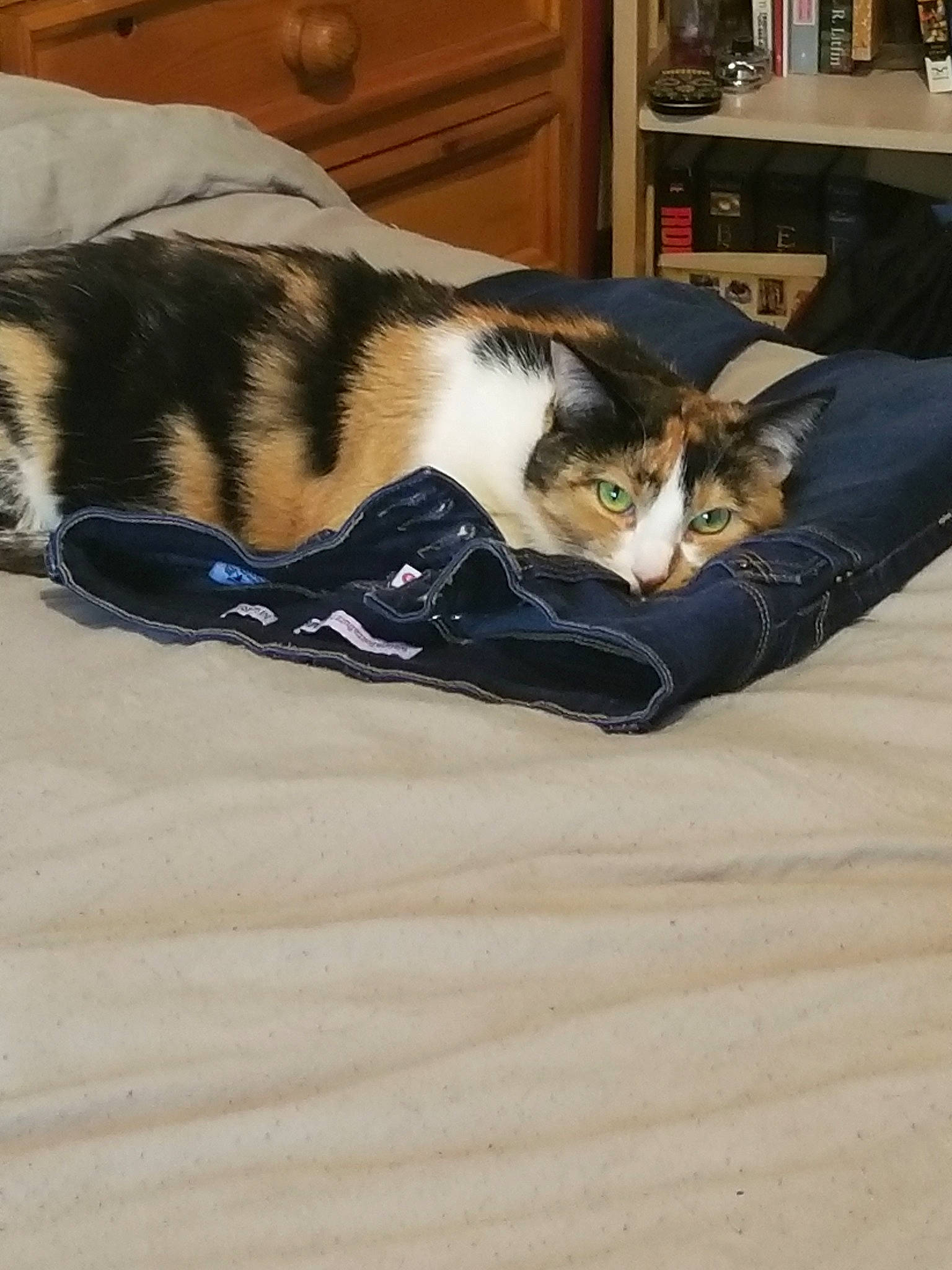 Vixey joined the competition — help win amazing prizes! american_wirehair, carnivore, cat, domestic_short_haired_cat, european_shorthair, felidae, floor, flooring, fur, hardwood, kitten, paw, small_to_medium_sized_cats, tail, whiskers